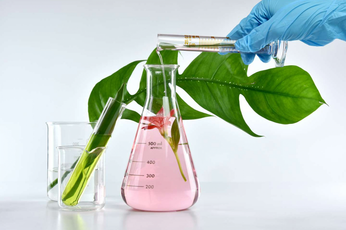 Scientist mixing natural organic extraction and green herbal leaves, Flower aroma essence solution in laboratory.